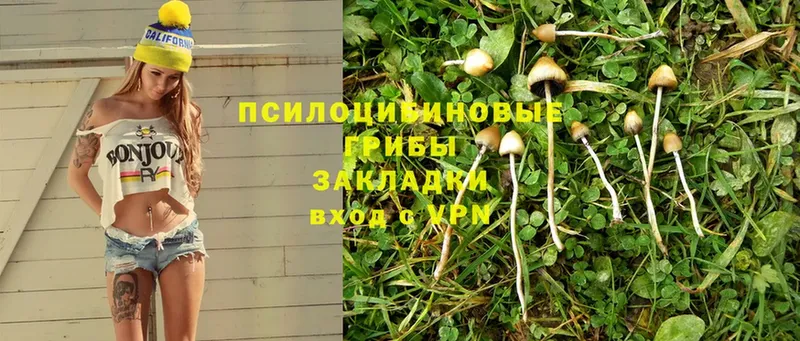 Псилоцибиновые грибы Cubensis  Дегтярск 